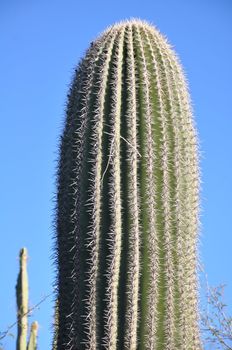 Cactus in the Desert