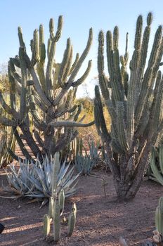 Cactus in the Desert