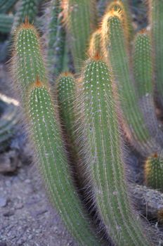 Cactus in the Desert