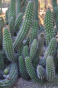 Cactus in the Desert