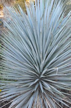 Cactus in the Desert