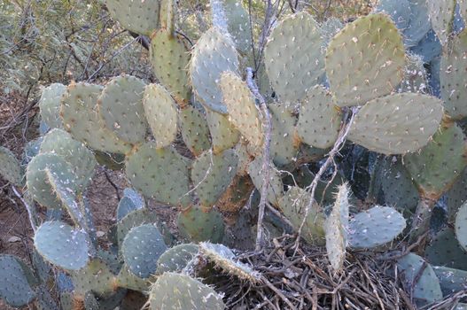 Cactus in the Desert