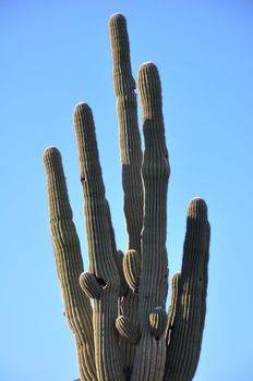 Cactus in the Desert