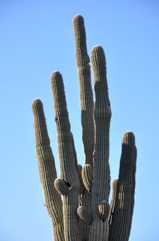Cactus in the Desert