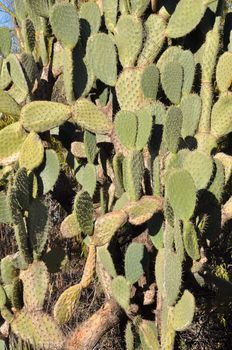 Cactus in the Desert