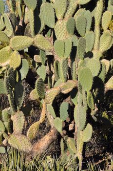 Cactus in the Desert