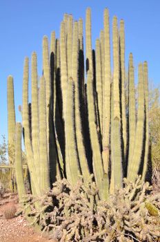 Cactus in the Desert