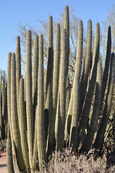 Cactus in the Desert