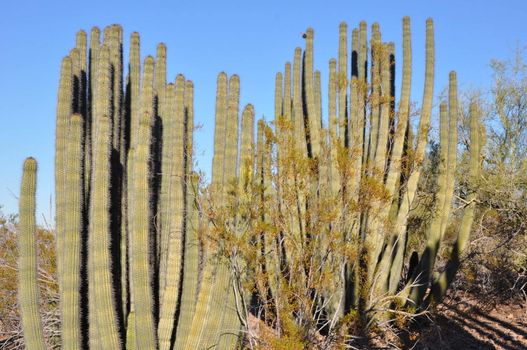 Cactus in the Desert