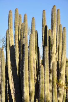 Cactus in the Desert