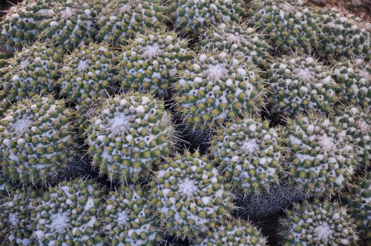 Cactus in the Desert