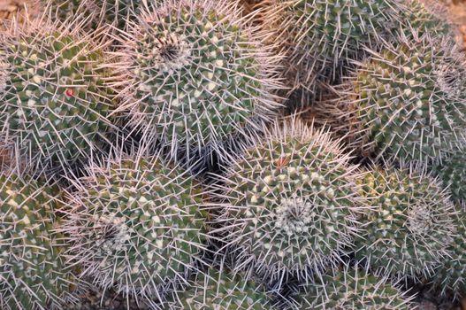 Cactus in the Desert