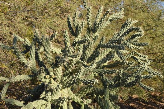 Cactus in the Desert