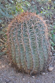 Cactus in the Desert