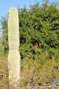 Cactus in the Desert