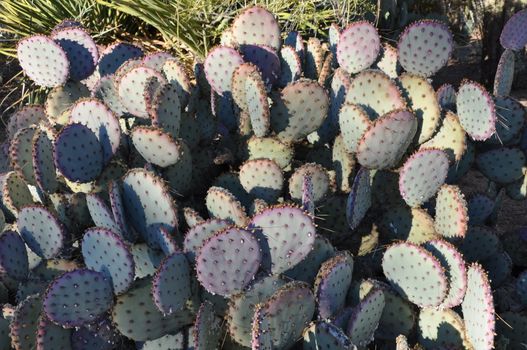 Cactus in the Desert