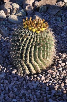 Cactus in the Desert