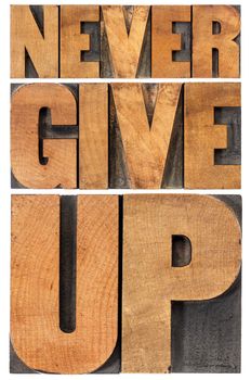 never give up - isolated phrase in vintage letterpress wood type, scaled to rectangle