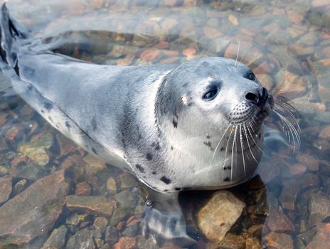 Belek baby harp seal in the White Sea. Gulf  Kandalaksha