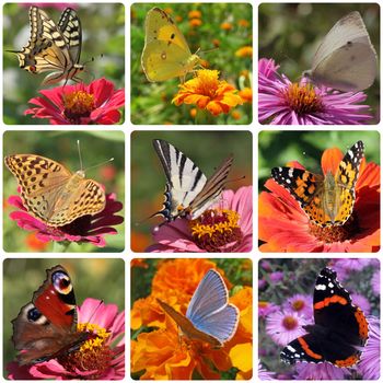 collage with nine kinds of butterflies
