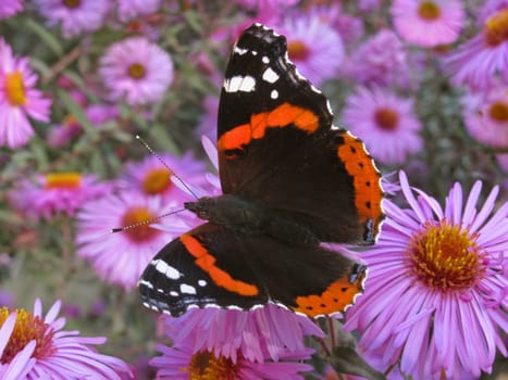 Red Admiral butterfly on chrysanthemum