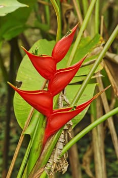 Heliconia, Butterfly Center, Tenorio NP, Costa Rica.