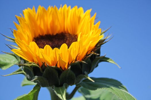 beautiful yellow sunflower in summer