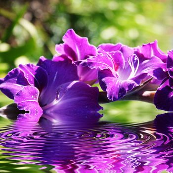 Beautiful purple gladioli in the summer