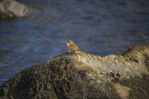 It is amazing that such a tiny little bird can make as much and beautiful sound. The picture is shot in the Tista waterfall in Halden, Norway one day in April 2013.