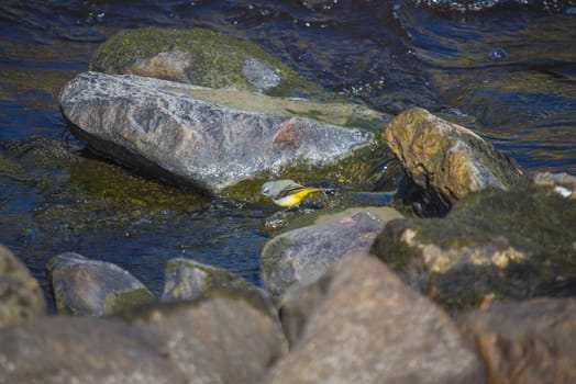 The picture is shot in the Tista waterfall in Halden, Norway one day in April 2013.