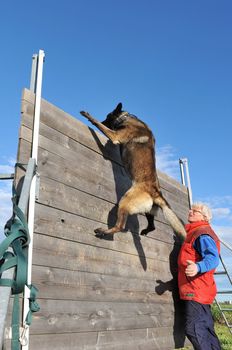 training of a police dog with a purebred belgian shepherd malinois