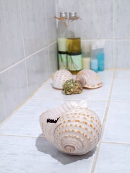 Seashells with set of objects for body care and relaxation