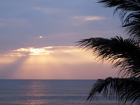 Coconut palm tree silhouette against the sun