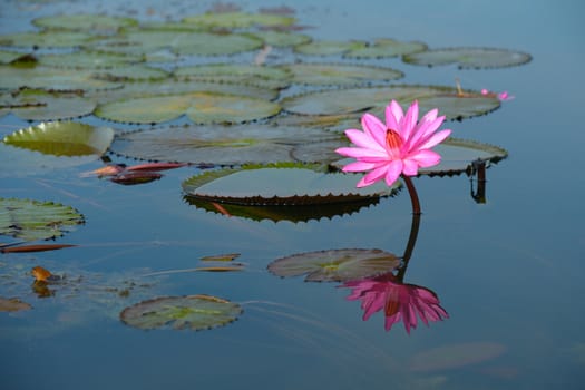 beautiful blossom lotus flower in Thailand pond reflect on water