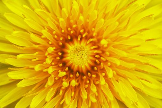Extreme closeup of the bloom of dandelion