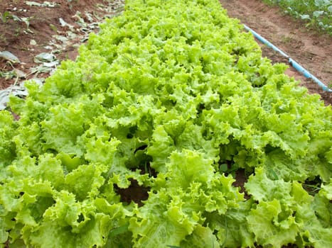 Field of green fresh lettuce growing at a farm