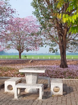 Pink trumpet tree blooming in countryside with marble table and chair(Tabebuia rosea, Family Bignoniaceae, common name Pink trumpet tree, Rosy trumpet tree, Pink Poui, Pink Tecoma)