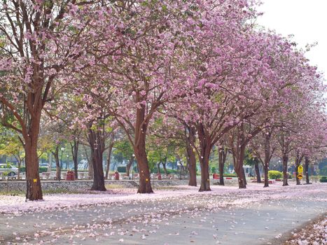 Pink trumpet tree blooming in countryside with road(Tabebuia rosea, Family Bignoniaceae, common name Pink trumpet tree, Rosy trumpet tree, Pink Poui, Pink Tecoma)