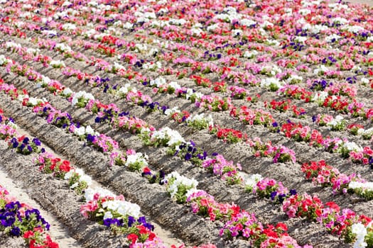 flower field, Provence, France