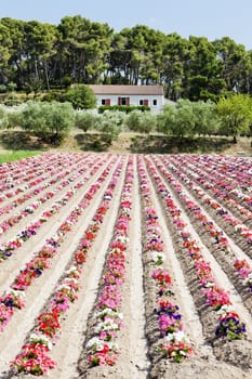 flower field, Provence, France