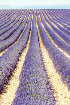 lavender field, Plateau de Valensole, Provence, France