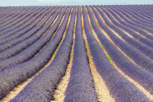lavender field, Plateau de Valensole, Provence, France