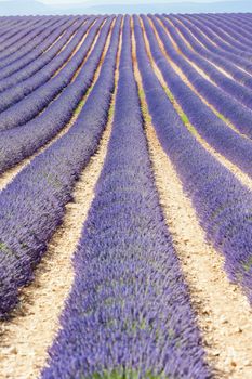 lavender field, Plateau de Valensole, Provence, France