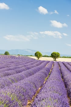 lavender field, Plateau de Valensole, Provence, France