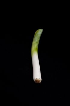 Fresh leek on isolated on a black background