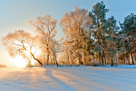 Trees in inei in the sun.