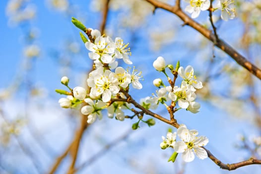 Apple blossom close-up. Shallow depth of field.