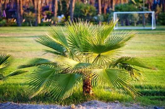 Palm tree on green grass