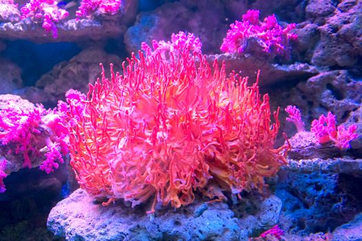 red coral in aquarium 