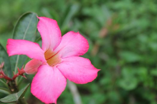 Beautiful pink flower in the garden